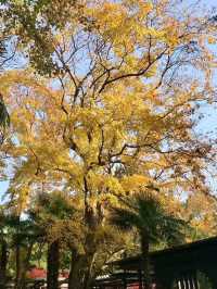 美麗上海紅園風景