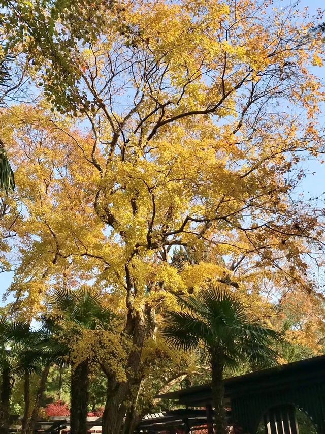美麗上海紅園風景