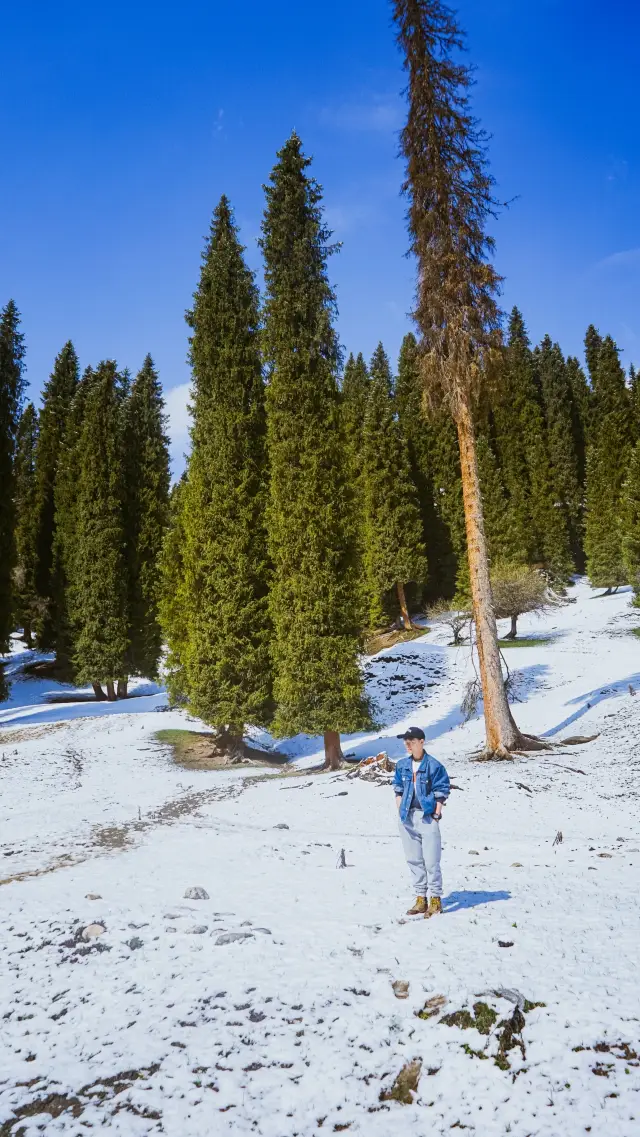 Ranked first among China's top ten most beautiful forests | Xinjiang's niche destination: Kuerdening, a must-visit in Northern Xinjiang