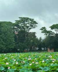不僅有荔灣湖，廣州螺湧公園的荷花也開啦