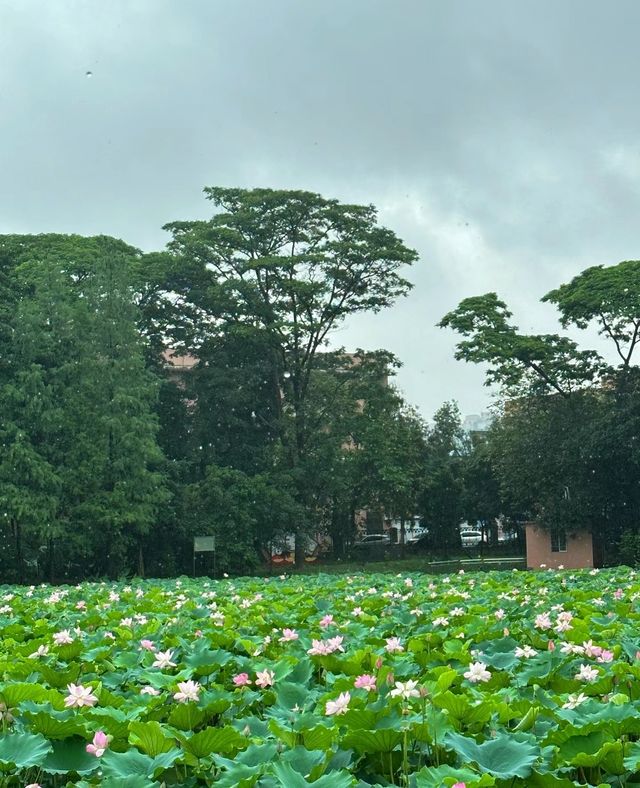不僅有荔灣湖，廣州螺湧公園的荷花也開啦