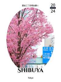 東京景點｜澀谷三丁目的櫻花