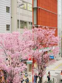 東京景點｜澀谷三丁目的櫻花