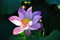 蓮花縣菏花博覽園