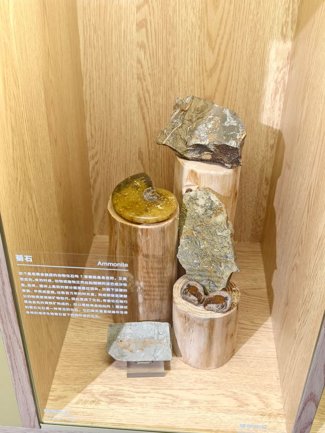 致·好奇心-DK50周年自然百科典藏展