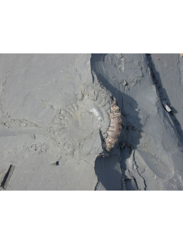 UK Top Fossil Hunting Destinations & My Essential Tips🦖💓