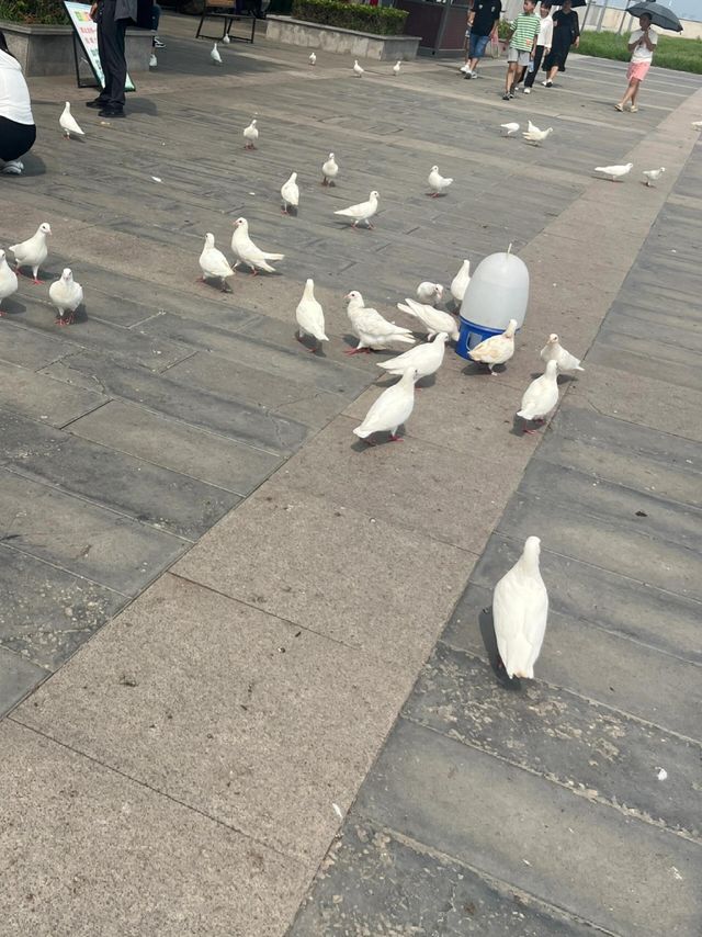 天津媽祖文化園｜0元欣賞海景公園超震撼。