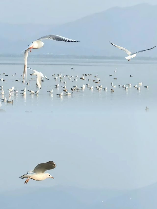 深圳紅樹林海濱公園。