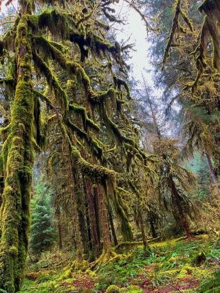 Olympic National Park in Seattle: A perfect blend of natural wonders and cultural exploration.