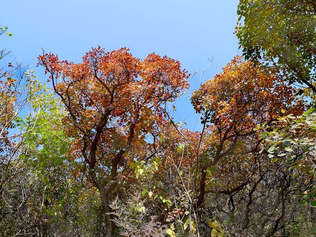 爬山  北京西山國家森林公園。