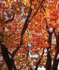 北京周邊楓葉。