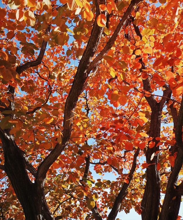 北京周邊楓葉。 北京周邊楓葉。