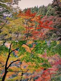 東京賞楓圖鑑：御岳山。