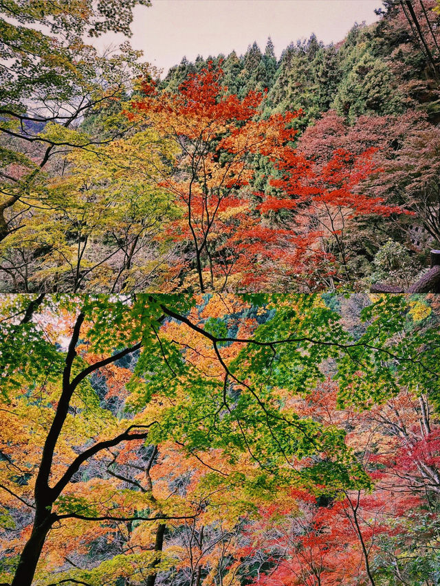 東京賞楓圖鑑：御岳山。