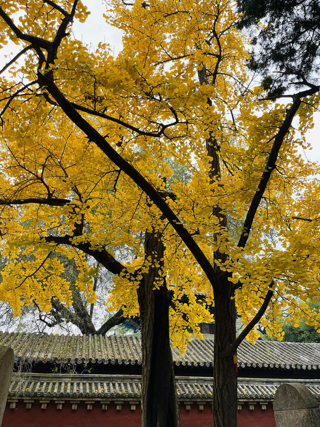 少林寺的千年古銀杏……。