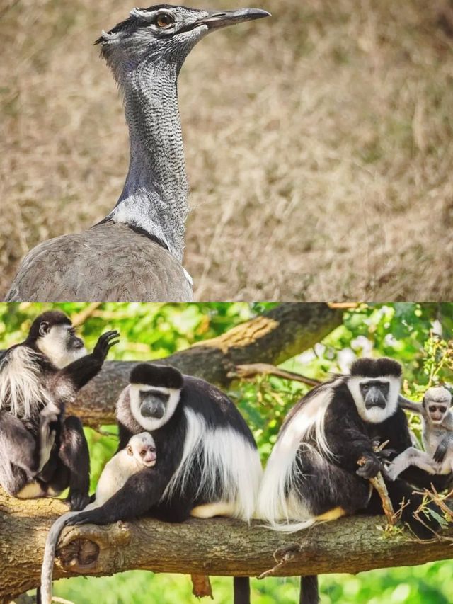 在阿魯沙追尋野生動物的足跡。