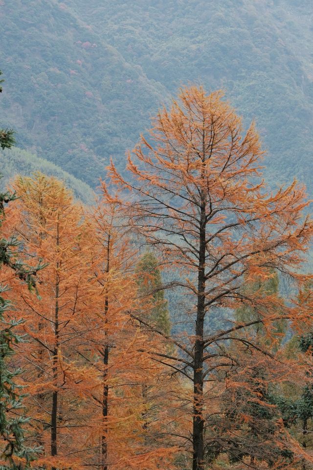 11.9金錢松徒步｜最後一批秋景讓我趕上了。