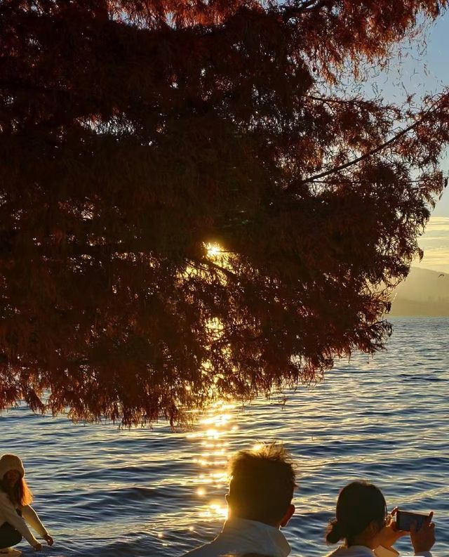 冬天的紅杉樹和海鷗更配哦～。
