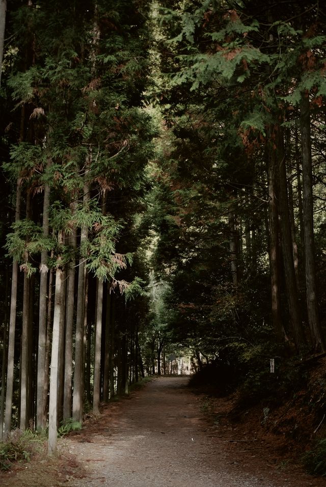 京都徒步｜關西紅葉 東海自然步道。