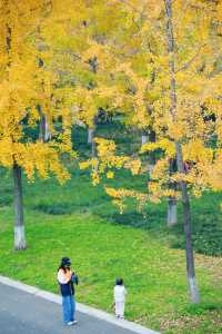 成都免費銀杏公園超好拍。