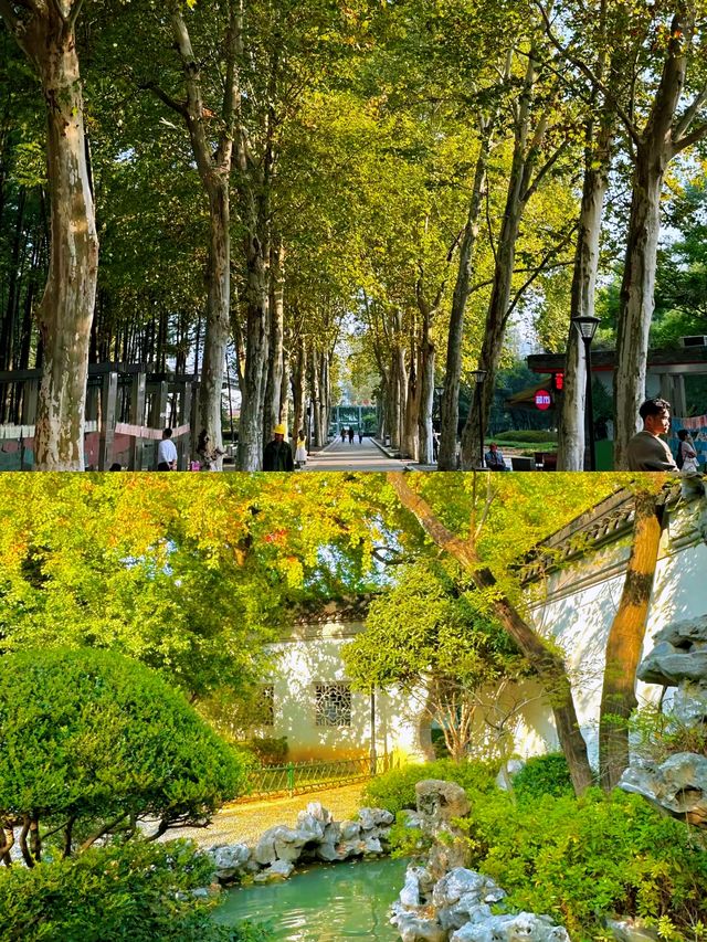 不在京都！就在武漢這個公園已經美到失語。