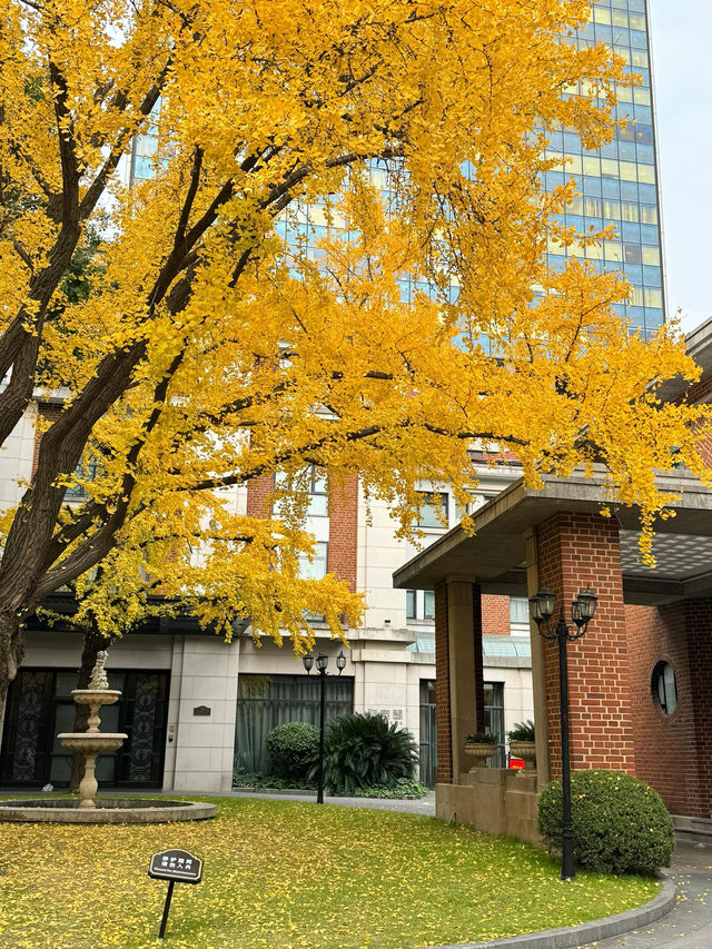 「上海最美銀杏竟然在這兒！免費入場，拍照簡直賺大了！」