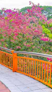 在佛山，浪漫的天橋，開滿了花