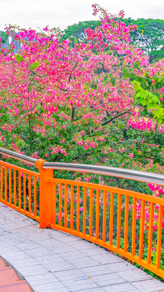 在佛山，浪漫的天橋，開滿了花