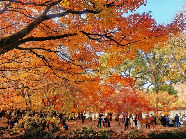 12月15日實拍秋霞圃進入最佳觀賞期