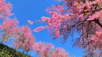 無量山櫻花谷