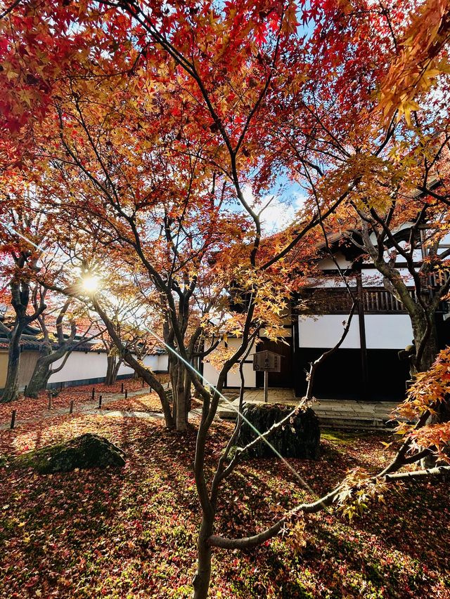 日本｜京都逛寺廟