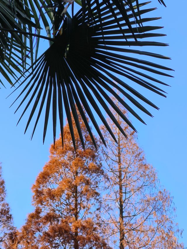 今年來晚了 紅園 可你還是那麼美