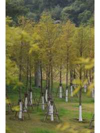 東山水庫的落羽松終於紅啦，原圖直出