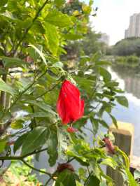 任何人錯過這個公園我都會傷心的泉州東湖公園絕美