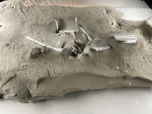被哈密博物館震驚了！又有木乃伊，又有恐龍化石