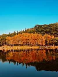 《深圳莲花山公园的落羽杉之美》