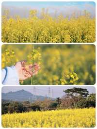 深圳｜春天提前報到·油菜花率先開滿園