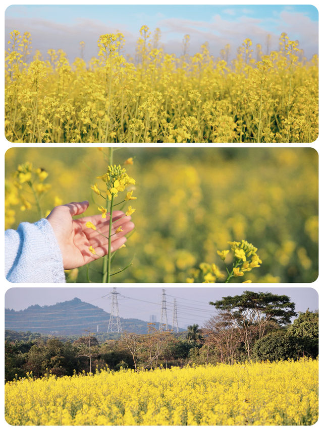 深圳｜春天提前報到·油菜花率先開滿園