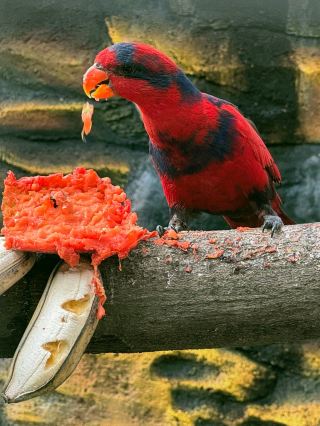 Don't say there's nothing to do in Surabaya! This hidden gem of a zoo is amazing!
