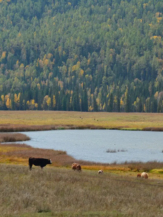 Top Winter Break Skiing Destinations: Urumqi and Northern Xinjiang