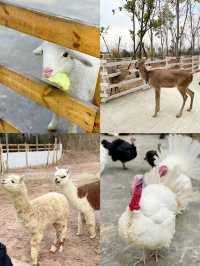 成都出發1h ｜餵奶牛餵小動物 遛娃…