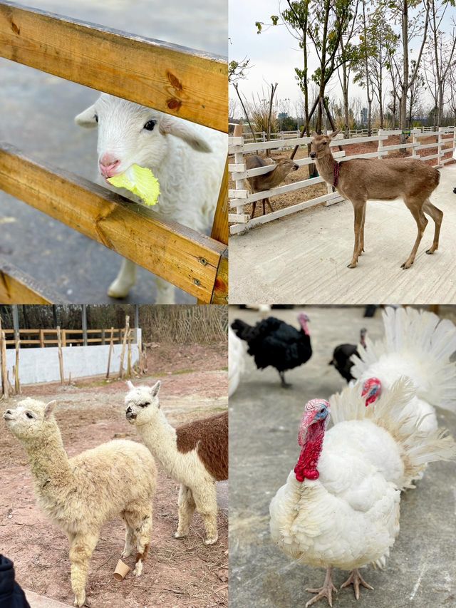 成都出發1h ｜餵奶牛餵小動物 遛娃…