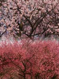 辰山梅花花海：一場畫中遊的浪漫春光