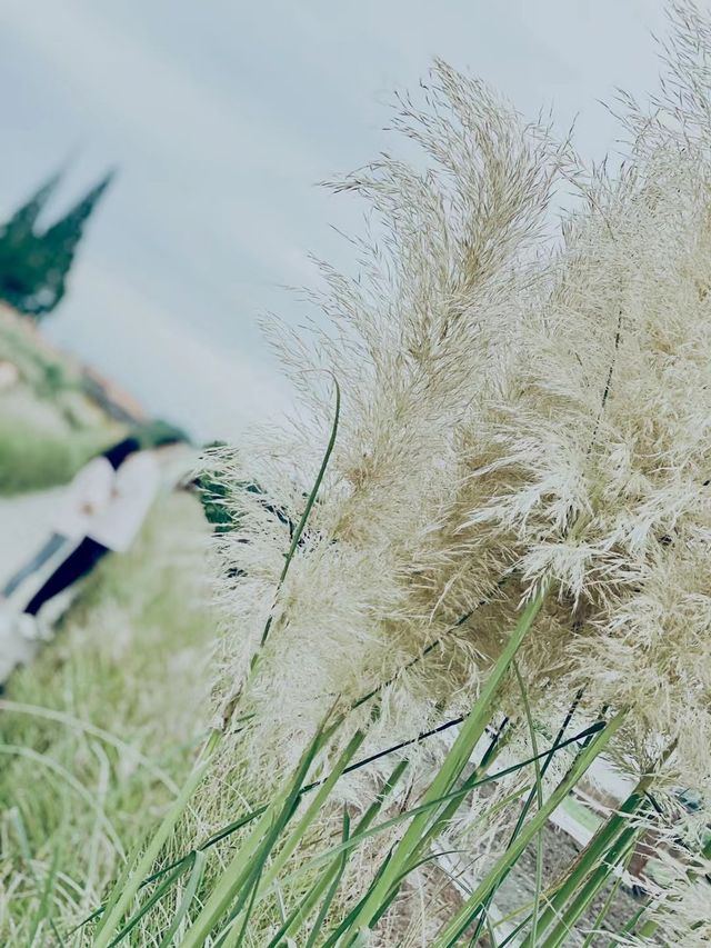 成都周邊遊 菊次郎的夏天
