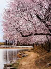 邂逅春日浪漫 | 北京三月賞花指南