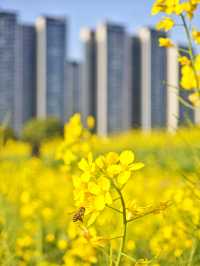 解鎖深圳春日！光明欢乐田園油菜花暢玩秘籍