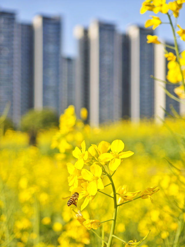 解鎖深圳春日！光明欢乐田園油菜花暢玩秘籍