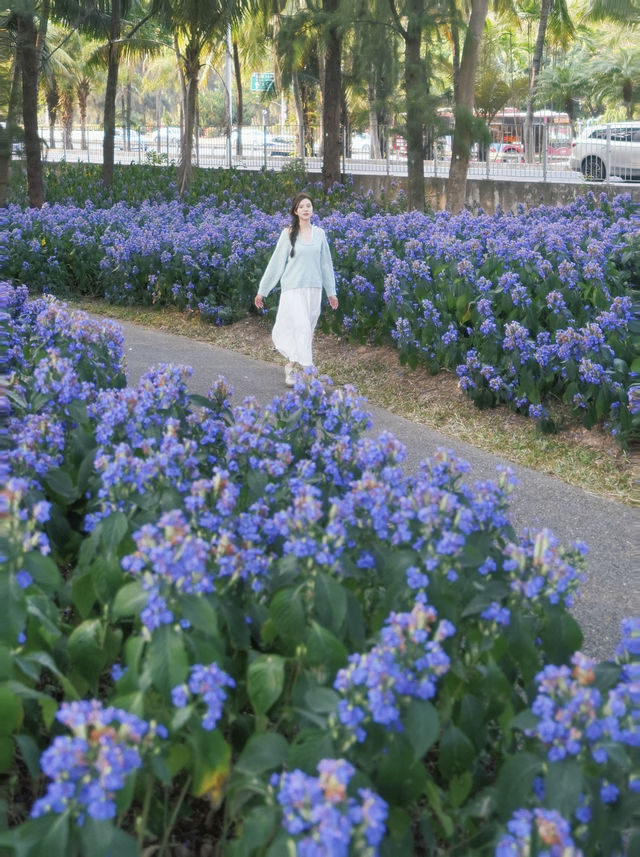 別再擠仙湖植物園啦，這裡的花海美得不像話