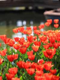 昆明翠湖公園｜鬱金香花海，賞花正當時！