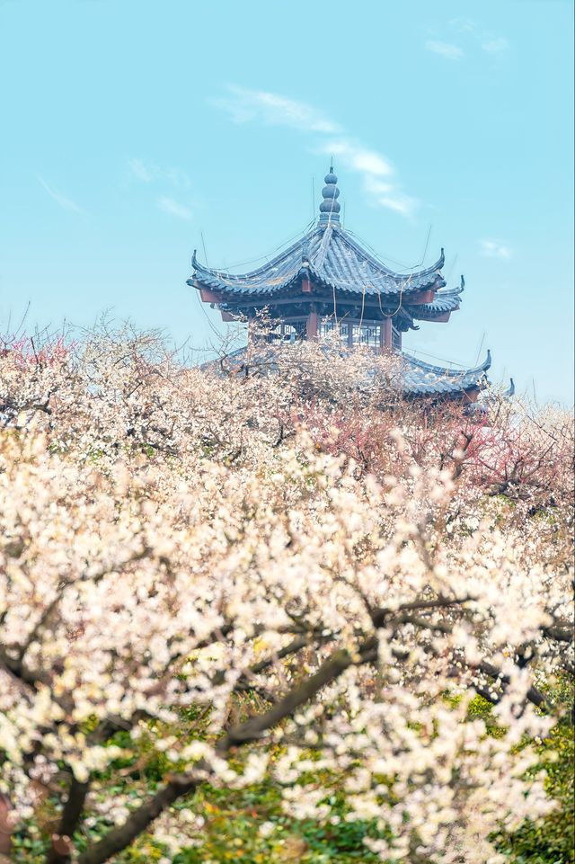 南京溧水梅花實拍(附2025煙花、集章攻略) 南京溧水梅花實拍(附2025煙花、集章攻略)